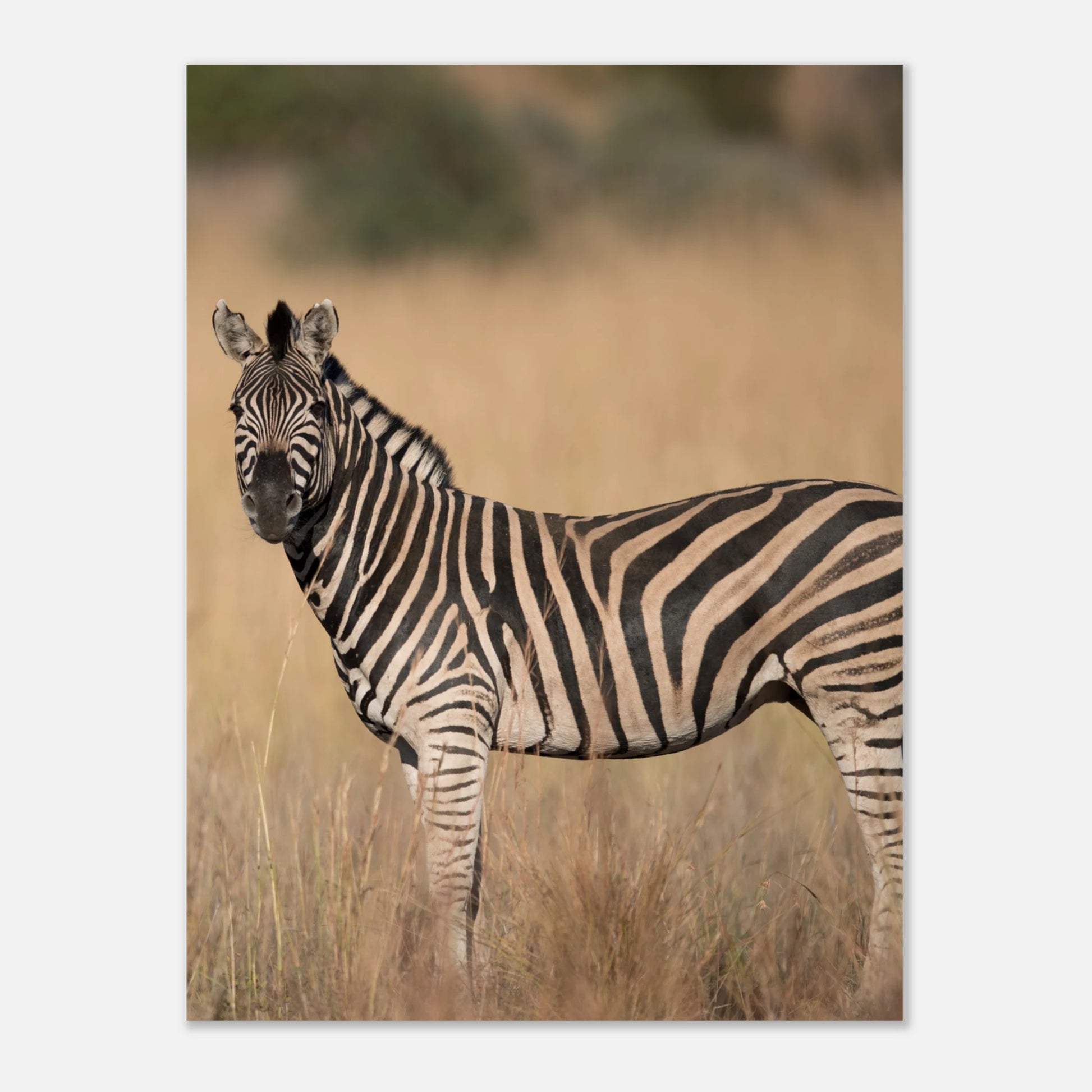 3dd83be4-8fd0-4341-b18e-0957d30c76c1